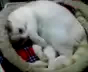 激しいよ、アポロ( 笑)