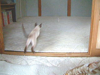 【動画】　犬かいな？猫やちゅうねん！