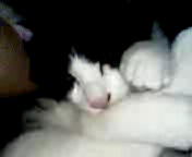 なっちゃんチャチャチャ