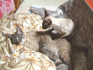 【動画】　腰揉んで～