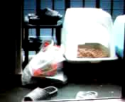 ねこ動画コンテスト