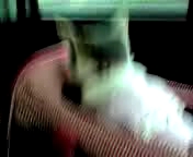 ニャンと家族旅行その参♪