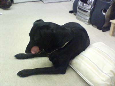 licking_matsu.jpg
