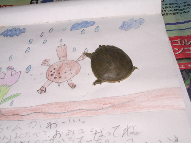 すっぽん