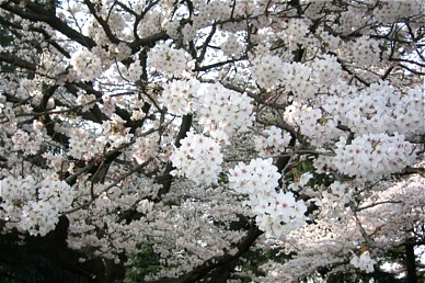 小金井公園の桜