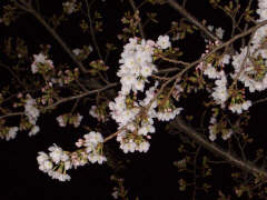 夜の桜