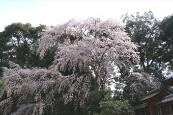 醍醐寺の桜