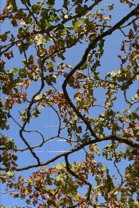 ぶどうの枝と青空