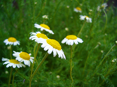 20100622camomile.jpg