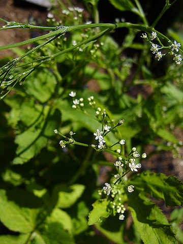 20100622mitsuba.jpg