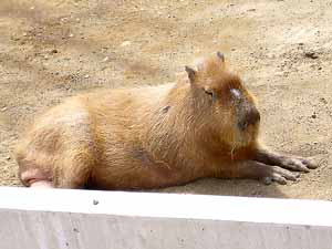 上野動物園3カピパラ