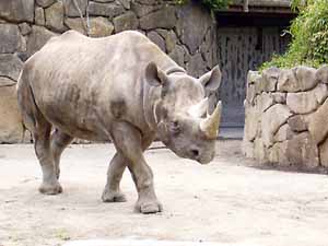 上野動物園4サイ