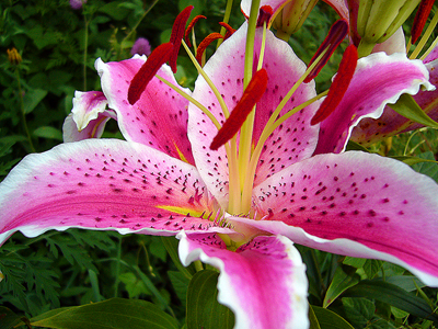 20100810lilly.jpg