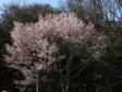 円山公園の桜