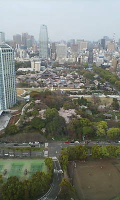 sakura zoujyouji.jpg