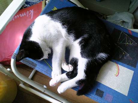 チャーリー昼寝中