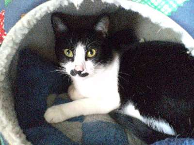 ボク悪くないにゃ！