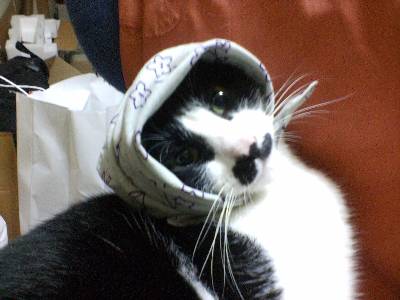 ほっかむり！ぼくなにされてるの？