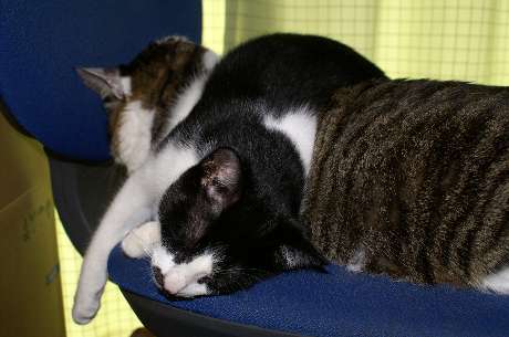 ある日の昼寝姿