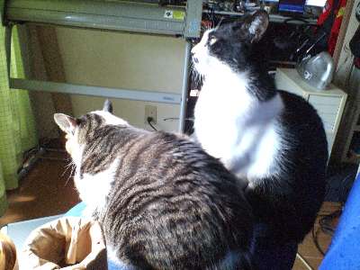 あたたかいにゃ