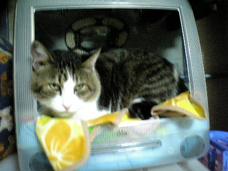 ニャンタin iMac