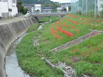 110927追手川の彼岸花.jpg