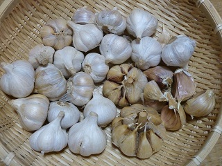 110903地ニンニク.jpg