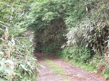 子別峠林道.jpg