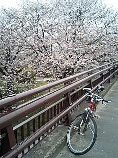 自転車　桜02