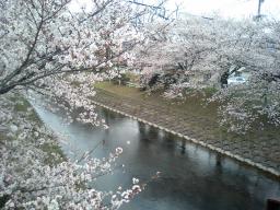 多布施川桜03