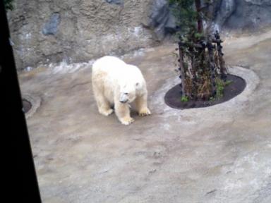 Ｈ１９，８，１６　旭山動物園