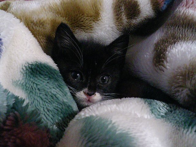 はじめまして