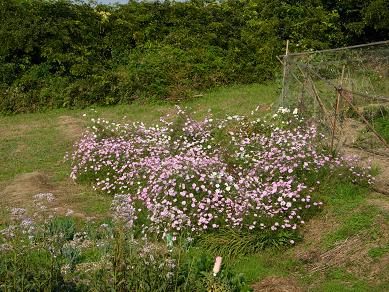 元菜の花畑のコスモス