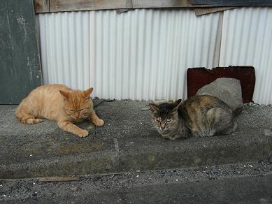 浦戸郵便局の近くに居た猫