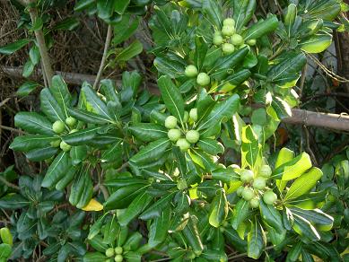 ペンション鬼が浜近くの植物