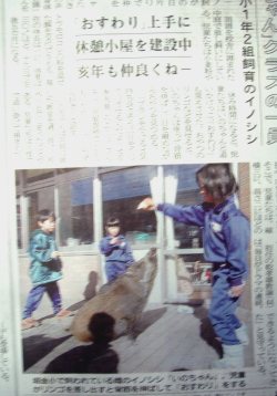 イノシシ学校で飼う.jpg