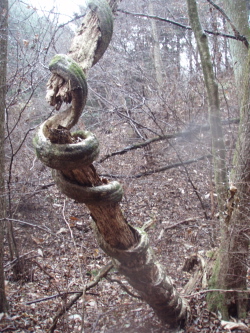 ヘビの木.jpg