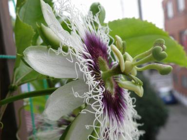 パッションフルーツの花