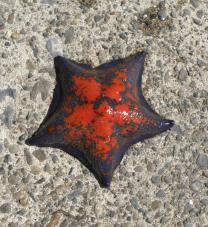 イトマキヒトデ・02