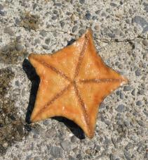 イトマキヒトデ・01