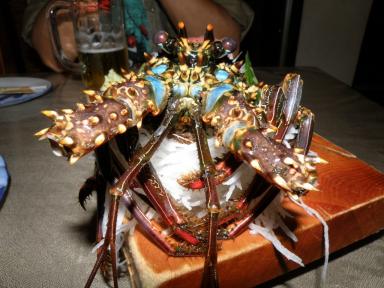 シマイセエビ・02