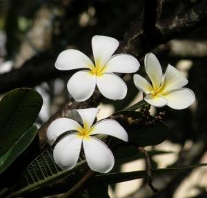 プルメリア