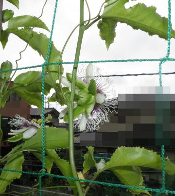 パッションフラワー