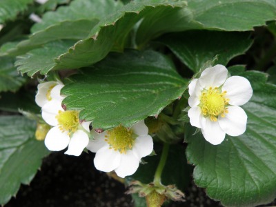 イチゴの花