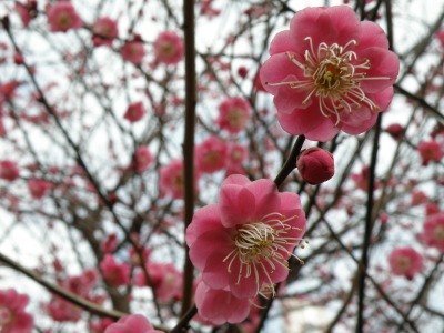 梅の花