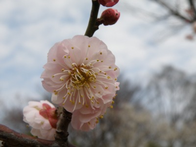 梅の花