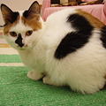 シナモンちゃん