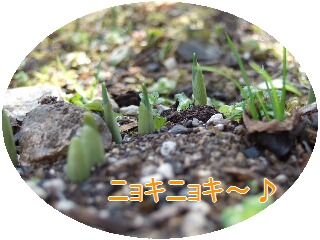 水仙の芽