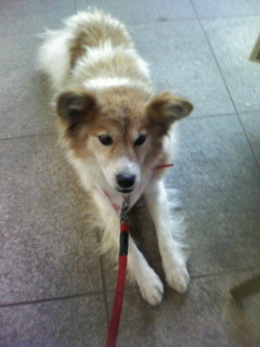 小さめの中型・メス・六才・長毛雑種