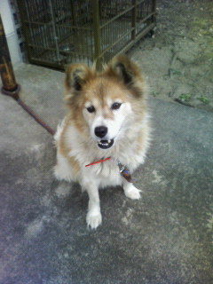 小さめの中型・メス・六才・長毛雑種